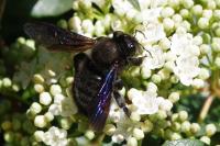 Xylocopa violacea