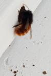 Osmia cornuta