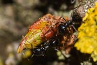 Lasius fuliginosus