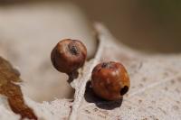 Cynips disticha