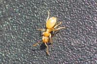 Lasius flavus