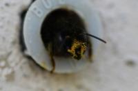 Osmia cornuta