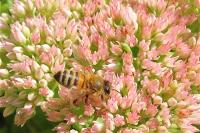 Apis mellifera