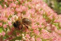 Apis mellifera