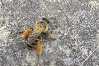 Dasypoda hirtipes