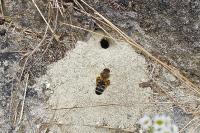Dasypoda hirtipes