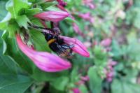 Bombus sp (terrestris/lucorum/cryptarum/magnus)
