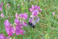 Xylocopa