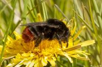 Bombus lapidarius