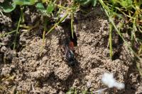 Sphecodes albilabris