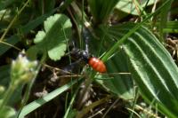 Sphecodes albilabris