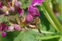 Apis mellifera