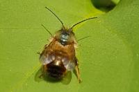 Osmia bicornis