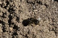 Lasioglossum pallens