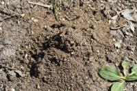 Lasioglossum pallens