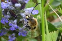 Eucera