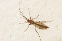 Ophion obscuratus