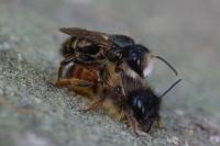 Osmia bicornis