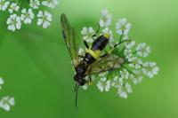 Tenthredo temula