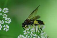 Tenthredo temula