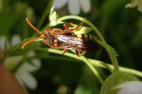 Nomada