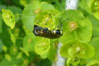 Macrophya montana