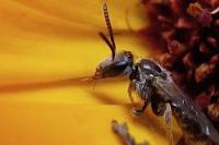 Lasioglossum