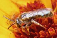 Lasioglossum