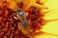 Lasioglossum