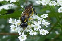 Macrophya montana