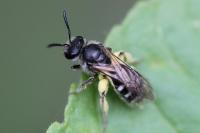 Halictus