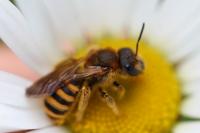 Halictus