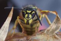 Vespula vulgaris