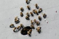 Apis mellifera