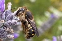 Anthidium septemspinosum
