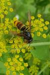 Vespa velutina