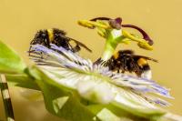 Bombus sp (terrestris/lucorum/cryptarum/magnus)
