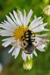 Anthidium manicatum
