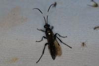 Coelichneumon