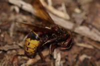 Vespa crabro