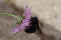 Xylocopa violacea