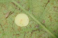 Neuroterus quercusbaccarum