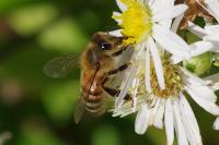Apis mellifera