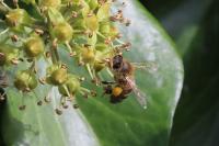 Apis mellifera