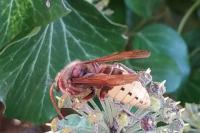 Vespa crabro