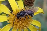Lasioglossum