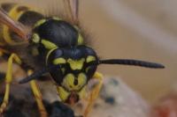 Vespula germanica