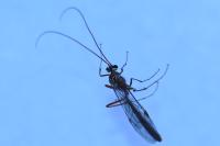 Ophion