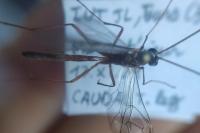 Ophion obscuratus