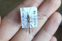 Ophion obscuratus